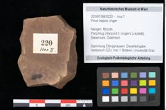 Foto (Objekt + Etikett) von Pinus hepios Unger (NHMW-GEO-2024-0188-0220)